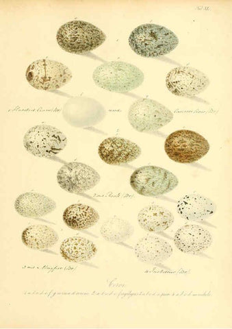 Reproducción/Reproduction 6105643719: Zur Fortpflanzungsgeschichte der gesammten Vögel Dresden,[1856?]