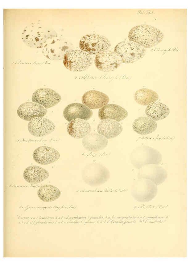Reproducción/Reproduction 6106188248: Zur Fortpflanzungsgeschichte der gesammten Vögel Dresden,[1856?]