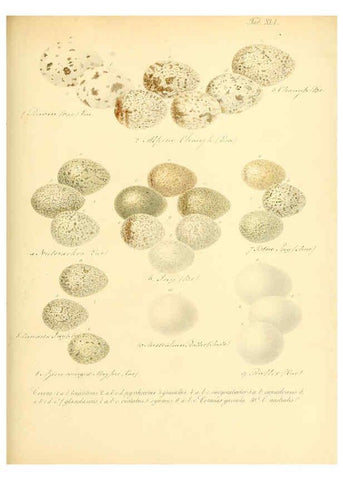 Reproducción/Reproduction 6106188248: Zur Fortpflanzungsgeschichte der gesammten Vögel Dresden,[1856?]