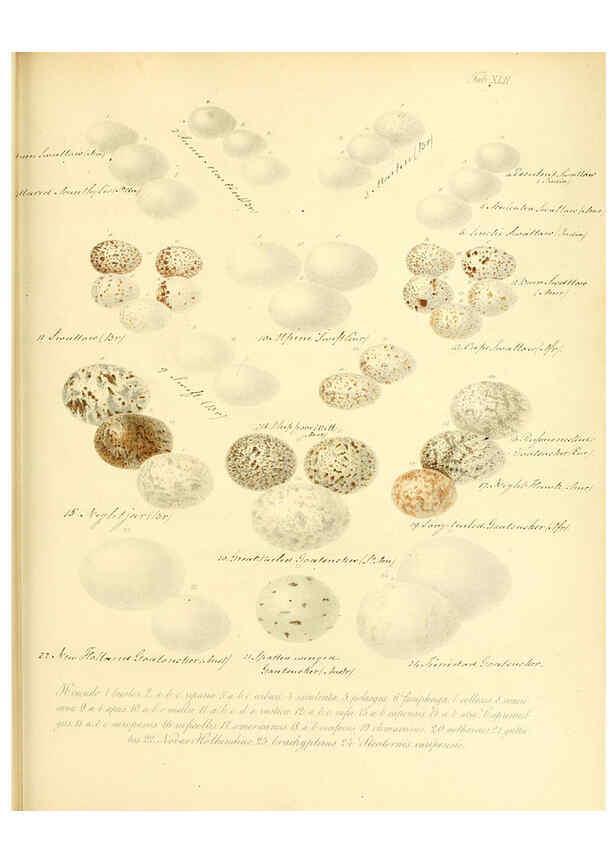 Reproducción/Reproduction 6105644007: Zur Fortpflanzungsgeschichte der gesammten Vögel Dresden,[1856?]