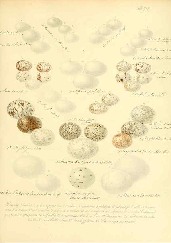 Reproducción/Reproduction 6105644007: Zur Fortpflanzungsgeschichte der gesammten Vögel Dresden,[1856?]