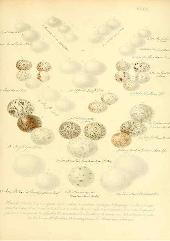 Reproducción/Reproduction 6105644007: Zur Fortpflanzungsgeschichte der gesammten Vögel Dresden,[1856?]