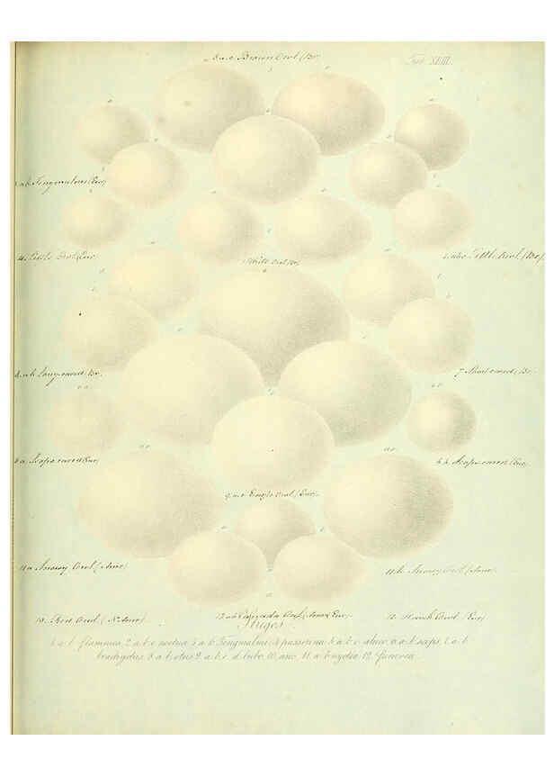 Reproducción/Reproduction 6106188540: Zur Fortpflanzungsgeschichte der gesammten Vögel Dresden,[1856?]