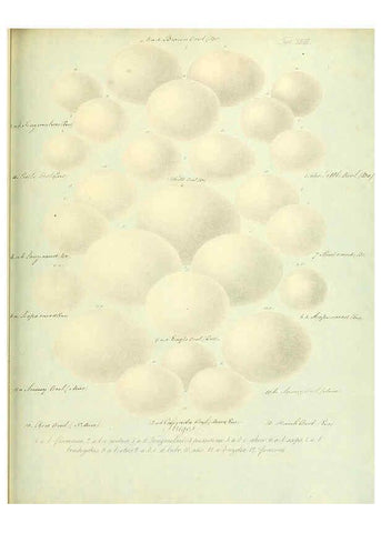 Reproducción/Reproduction 6106188540: Zur Fortpflanzungsgeschichte der gesammten Vögel Dresden,[1856?]
