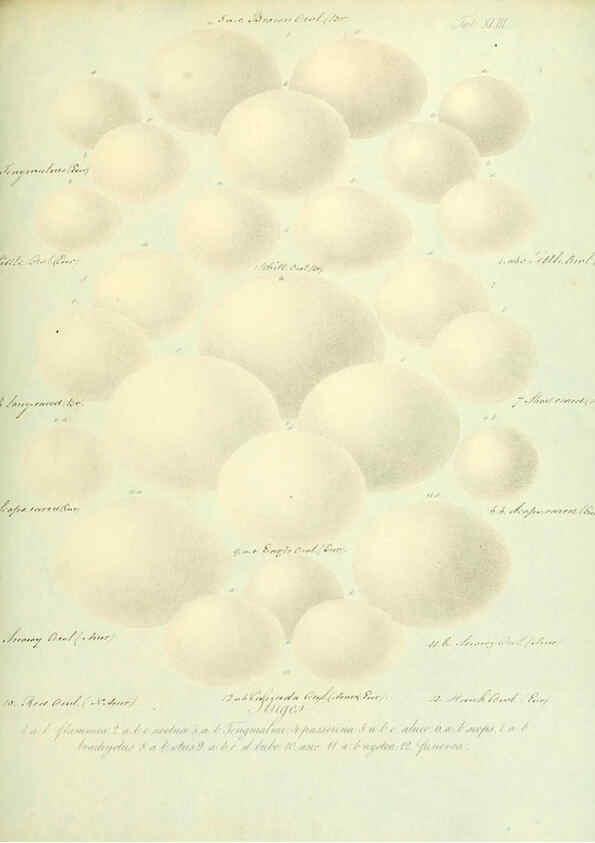 Reproducción/Reproduction 6106188540: Zur Fortpflanzungsgeschichte der gesammten Vögel Dresden,[1856?]