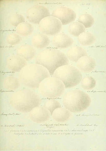 Reproducción/Reproduction 6106188540: Zur Fortpflanzungsgeschichte der gesammten Vögel Dresden,[1856?]