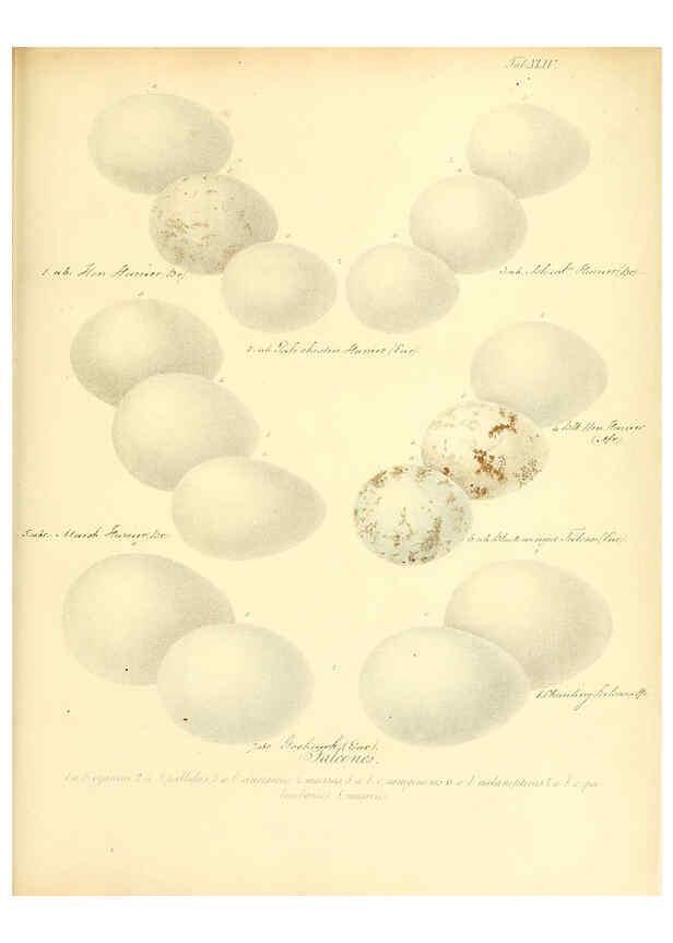 Reproducción/Reproduction 6105644315: Zur Fortpflanzungsgeschichte der gesammten Vögel Dresden,[1856?]