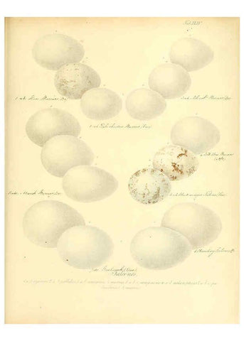 Reproducción/Reproduction 6105644315: Zur Fortpflanzungsgeschichte der gesammten Vögel Dresden,[1856?]