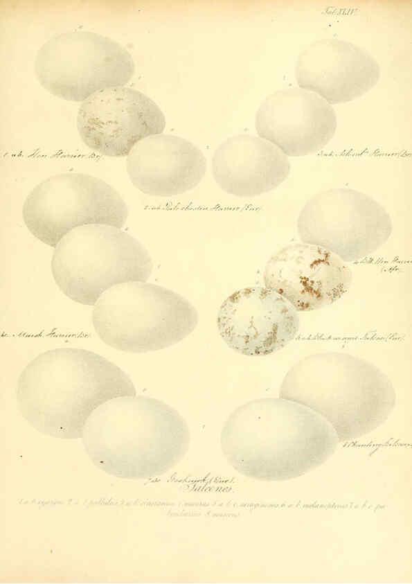 Reproducción/Reproduction 6105644315: Zur Fortpflanzungsgeschichte der gesammten Vögel Dresden,[1856?]