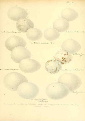 Reproducción/Reproduction 6105644315: Zur Fortpflanzungsgeschichte der gesammten Vögel Dresden,[1856?]