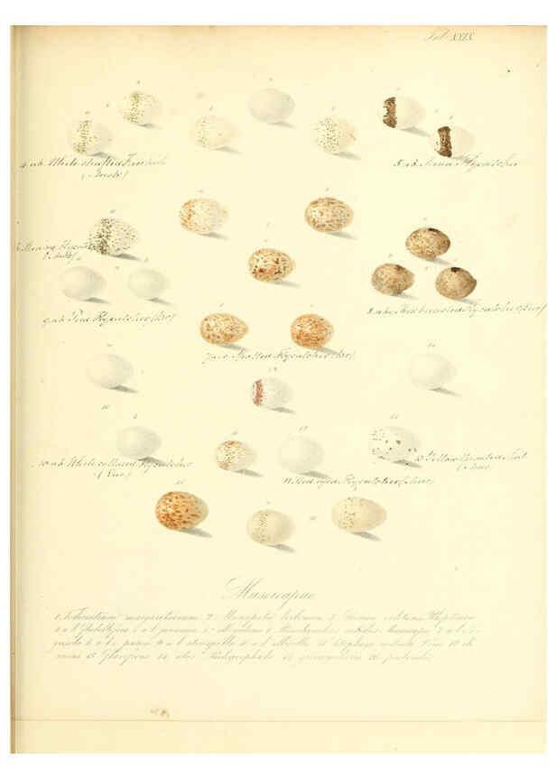 Reproducción/Reproduction 6106186140: Zur Fortpflanzungsgeschichte der gesammten Vögel Dresden,[1856?]
