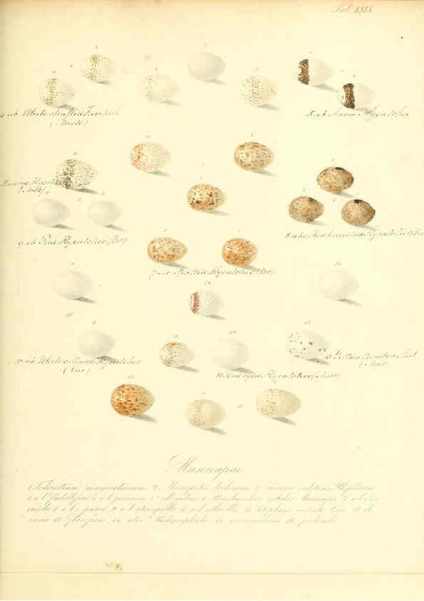 Reproducción/Reproduction 6106186140: Zur Fortpflanzungsgeschichte der gesammten Vögel Dresden,[1856?]