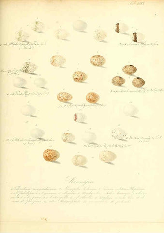 Reproducción/Reproduction 6106186140: Zur Fortpflanzungsgeschichte der gesammten Vögel Dresden,[1856?]