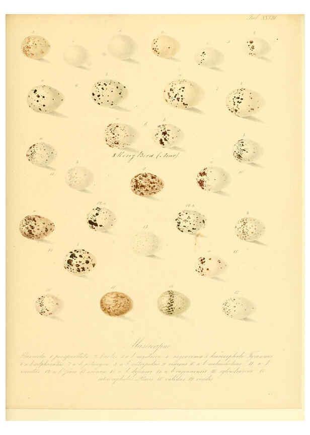 Reproducción/Reproduction 6105641659: Zur Fortpflanzungsgeschichte der gesammten Vögel Dresden,[1856?]