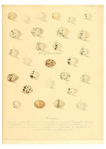 Reproducción/Reproduction 6105641659: Zur Fortpflanzungsgeschichte der gesammten Vögel Dresden,[1856?]