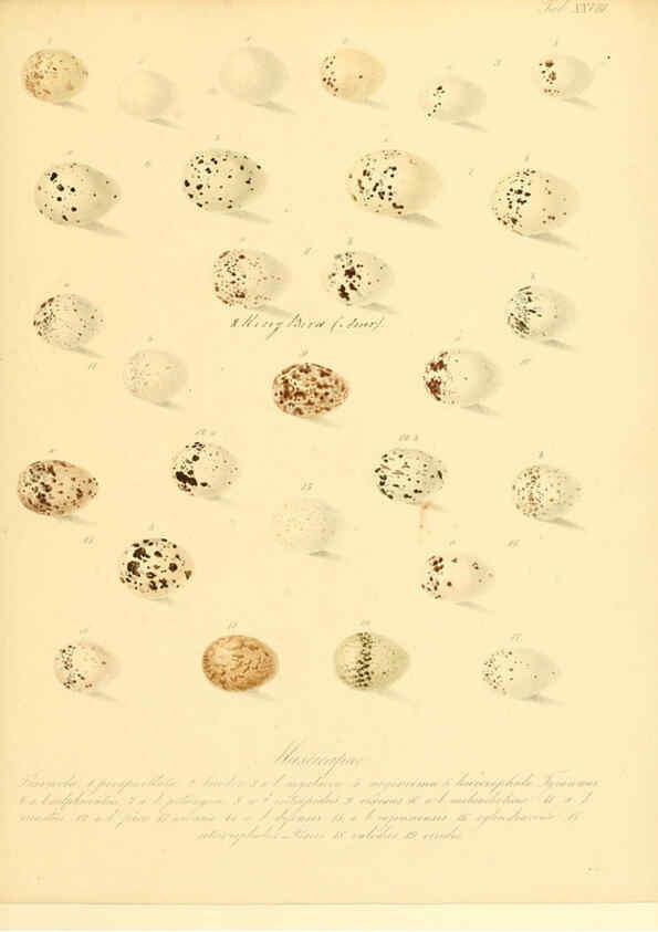 Reproducción/Reproduction 6105641659: Zur Fortpflanzungsgeschichte der gesammten Vögel Dresden,[1856?]
