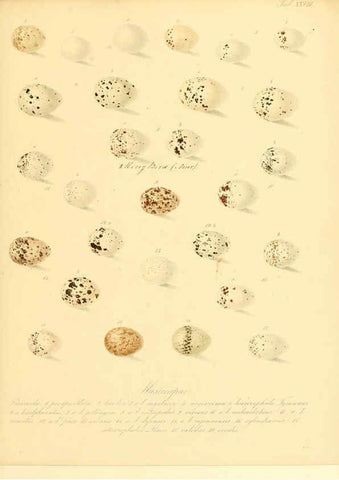 Reproducción/Reproduction 6105641659: Zur Fortpflanzungsgeschichte der gesammten Vögel Dresden,[1856?]