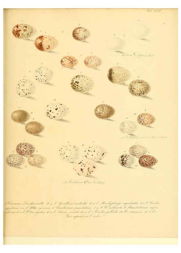 Reproducción/Reproduction 6105641435: Zur Fortpflanzungsgeschichte der gesammten Vögel Dresden,[1856?]