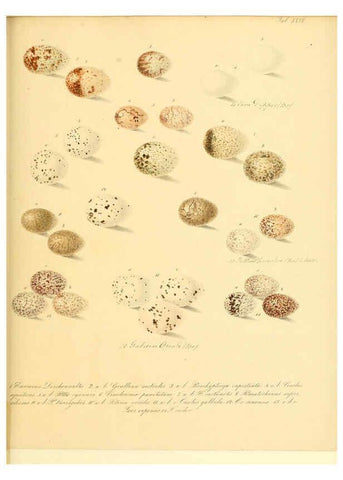 Reproducción/Reproduction 6105641435: Zur Fortpflanzungsgeschichte der gesammten Vögel Dresden,[1856?]