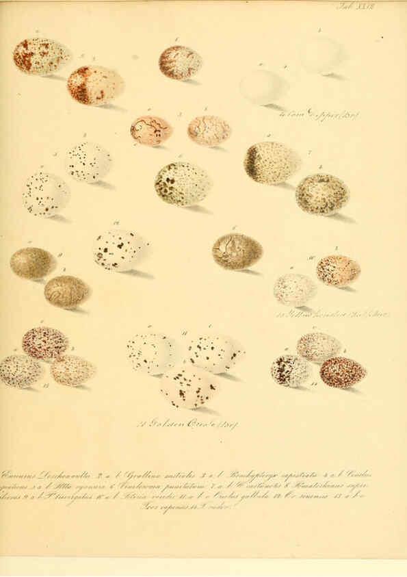 Reproducción/Reproduction 6105641435: Zur Fortpflanzungsgeschichte der gesammten Vögel Dresden,[1856?]