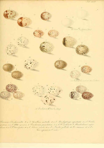 Reproducción/Reproduction 6105641435: Zur Fortpflanzungsgeschichte der gesammten Vögel Dresden,[1856?]