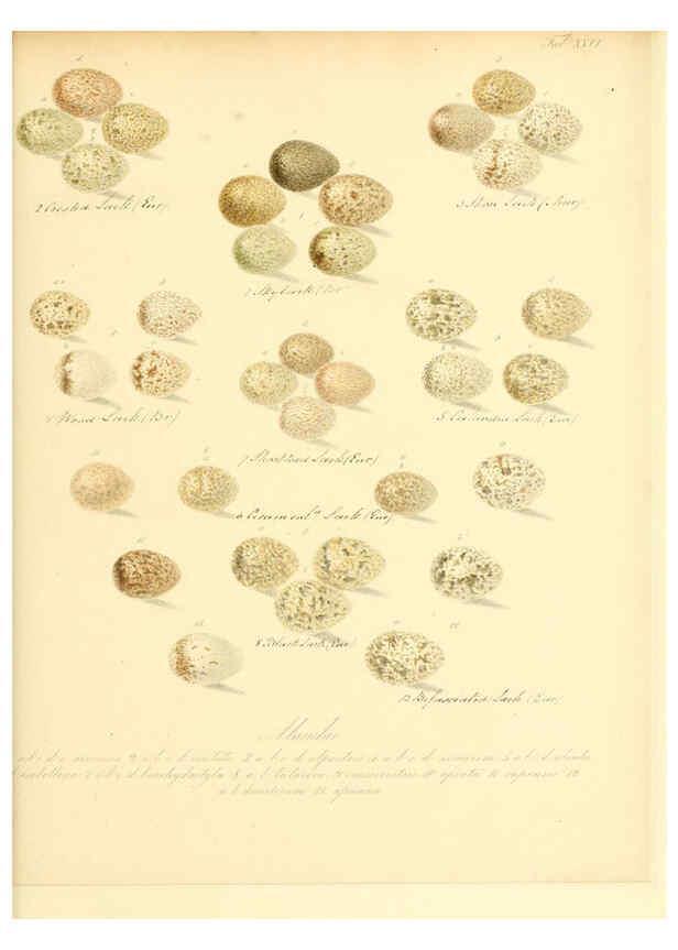 Reproducción/Reproduction 6105641265: Zur Fortpflanzungsgeschichte der gesammten Vögel Dresden,[1856?]