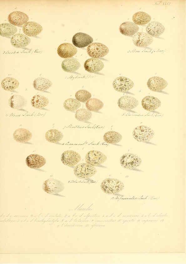 Reproducción/Reproduction 6105641265: Zur Fortpflanzungsgeschichte der gesammten Vögel Dresden,[1856?]