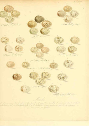 Reproducción/Reproduction 6105641265: Zur Fortpflanzungsgeschichte der gesammten Vögel Dresden,[1856?]