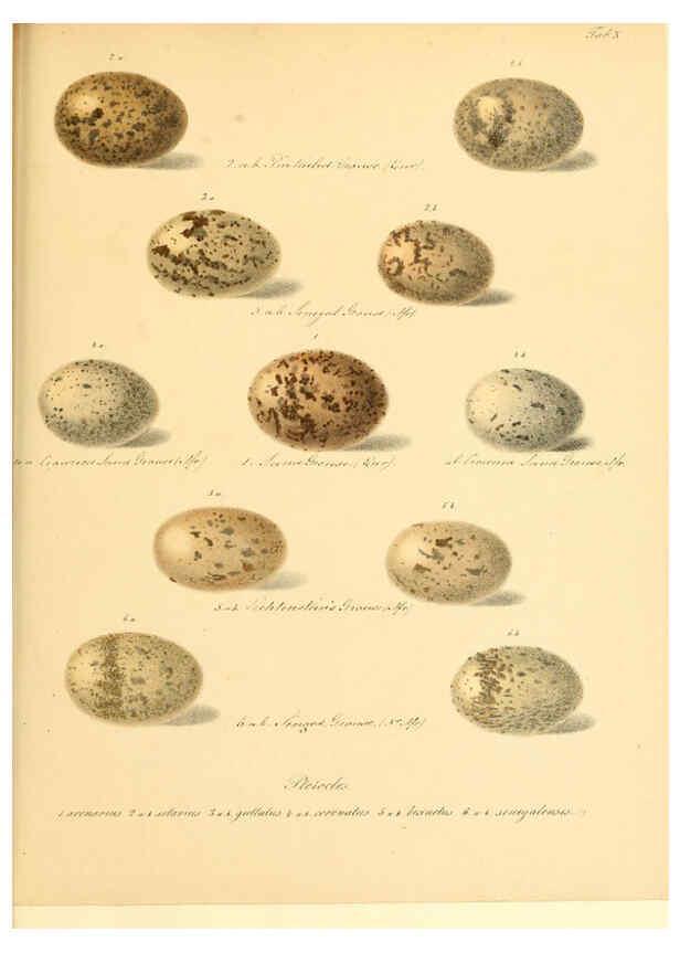 Reproducción/Reproduction 6105638393: Zur Fortpflanzungsgeschichte der gesammten Vögel Dresden,[1856?]