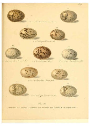 Reproducción/Reproduction 6105638393: Zur Fortpflanzungsgeschichte der gesammten Vögel Dresden,[1856?]