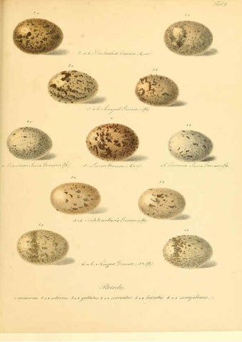 Reproducción/Reproduction 6105638393: Zur Fortpflanzungsgeschichte der gesammten Vögel Dresden,[1856?]