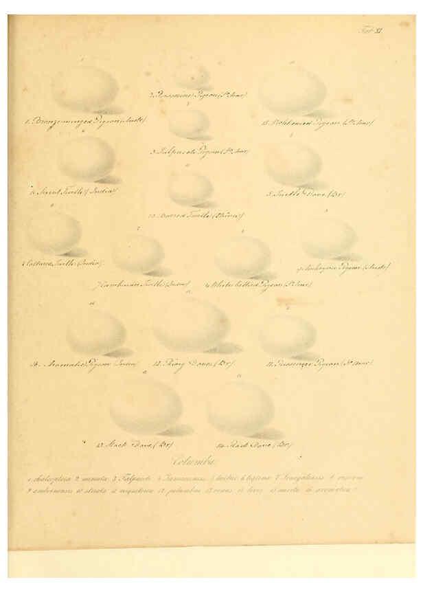 Reproducción/Reproduction 6105638529: Zur Fortpflanzungsgeschichte der gesammten Vögel Dresden,[1856?]