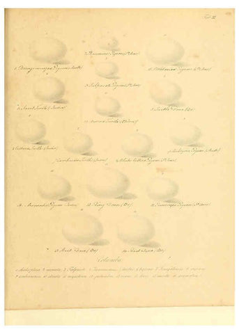 Reproducción/Reproduction 6105638529: Zur Fortpflanzungsgeschichte der gesammten Vögel Dresden,[1856?]