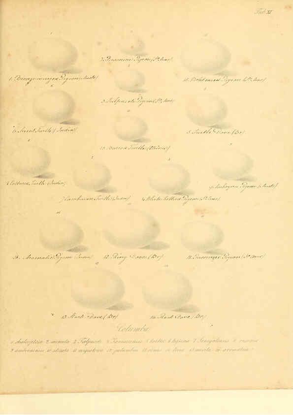 Reproducción/Reproduction 6105638529: Zur Fortpflanzungsgeschichte der gesammten Vögel Dresden,[1856?]