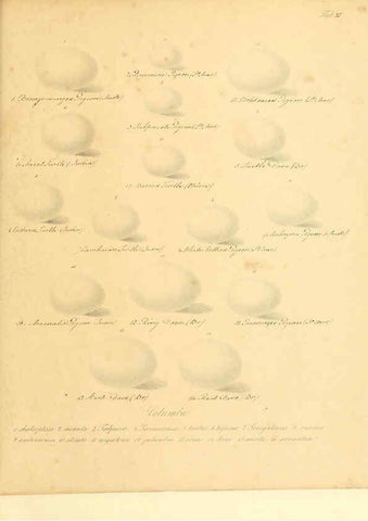 Reproducción/Reproduction 6105638529: Zur Fortpflanzungsgeschichte der gesammten Vögel Dresden,[1856?]