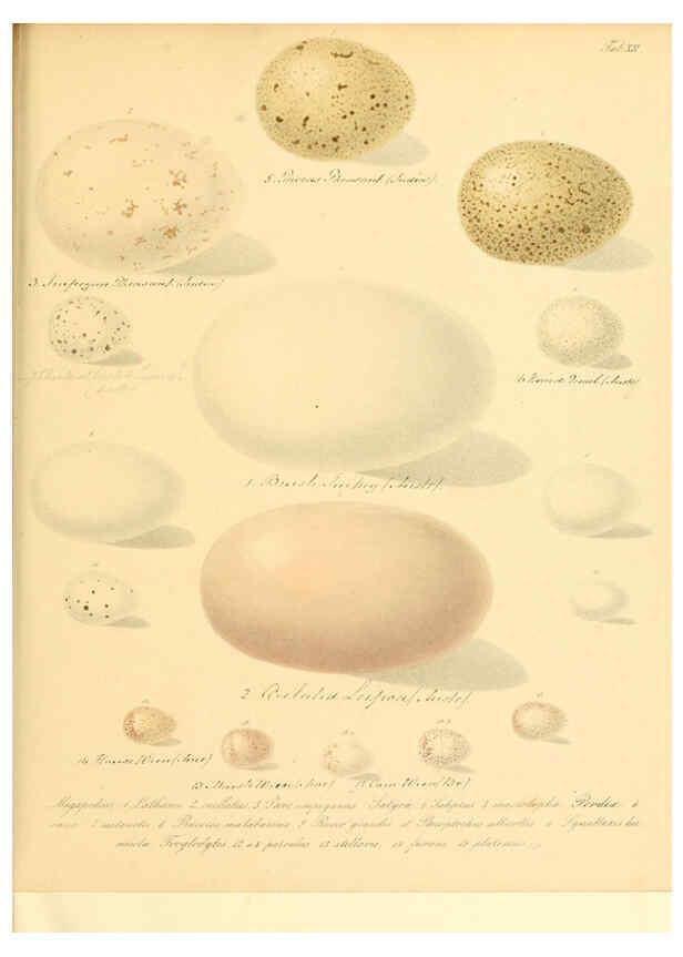 Reproducción/Reproduction 6105638677: Zur Fortpflanzungsgeschichte der gesammten Vögel Dresden,[1856?]