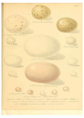Reproducción/Reproduction 6105638677: Zur Fortpflanzungsgeschichte der gesammten Vögel Dresden,[1856?]
