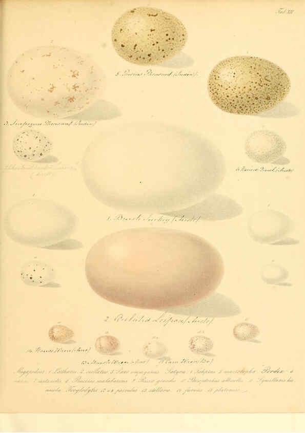Reproducción/Reproduction 6105638677: Zur Fortpflanzungsgeschichte der gesammten Vögel Dresden,[1856?]