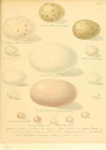 Reproducción/Reproduction 6105638677: Zur Fortpflanzungsgeschichte der gesammten Vögel Dresden,[1856?]