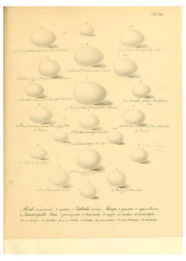 Reproducción/Reproduction 6106183316: Zur Fortpflanzungsgeschichte der gesammten Vögel Dresden,[1856?]