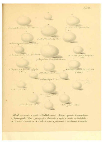Reproducción/Reproduction 6106183316: Zur Fortpflanzungsgeschichte der gesammten Vögel Dresden,[1856?]