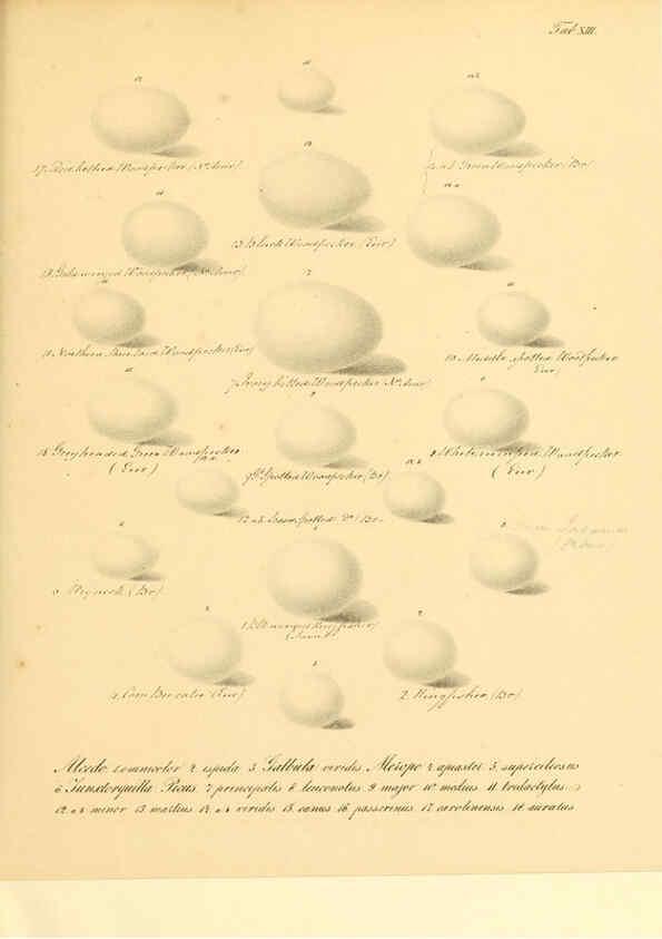 Reproducción/Reproduction 6106183316: Zur Fortpflanzungsgeschichte der gesammten Vögel Dresden,[1856?]