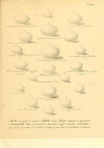 Reproducción/Reproduction 6106183316: Zur Fortpflanzungsgeschichte der gesammten Vögel Dresden,[1856?]