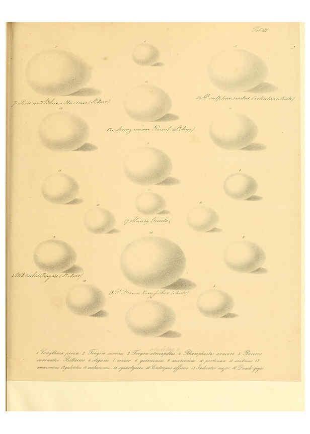 Reproducción/Reproduction 6106183512: Zur Fortpflanzungsgeschichte der gesammten Vögel Dresden,[1856?]