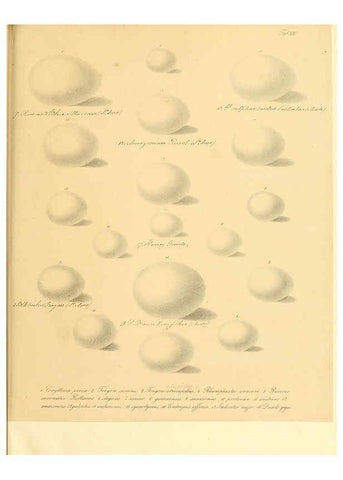 Reproducción/Reproduction 6106183512: Zur Fortpflanzungsgeschichte der gesammten Vögel Dresden,[1856?]
