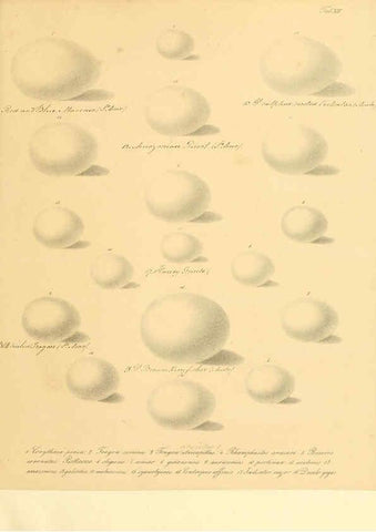 Reproducción/Reproduction 6106183512: Zur Fortpflanzungsgeschichte der gesammten Vögel Dresden,[1856?]