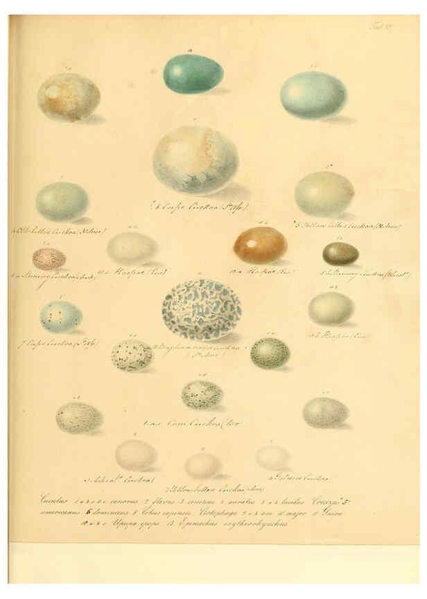 Reproducción/Reproduction 6105639319: Zur Fortpflanzungsgeschichte der gesammten Vögel Dresden,[1856?]