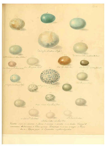 Reproducción/Reproduction 6105639319: Zur Fortpflanzungsgeschichte der gesammten Vögel Dresden,[1856?]