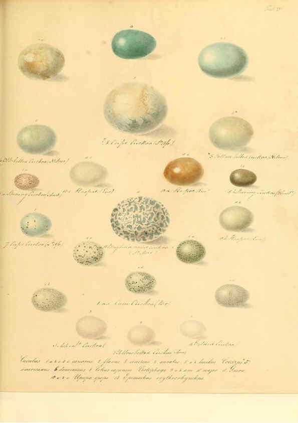 Reproducción/Reproduction 6105639319: Zur Fortpflanzungsgeschichte der gesammten Vögel Dresden,[1856?]