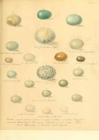 Reproducción/Reproduction 6105639319: Zur Fortpflanzungsgeschichte der gesammten Vögel Dresden,[1856?]